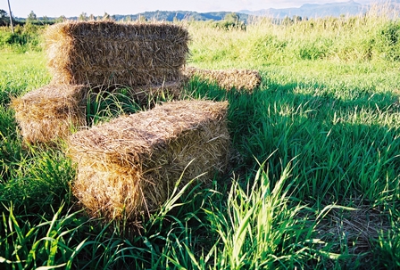 Harvested Hay Field 